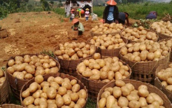cara menanam kentang hidroponik