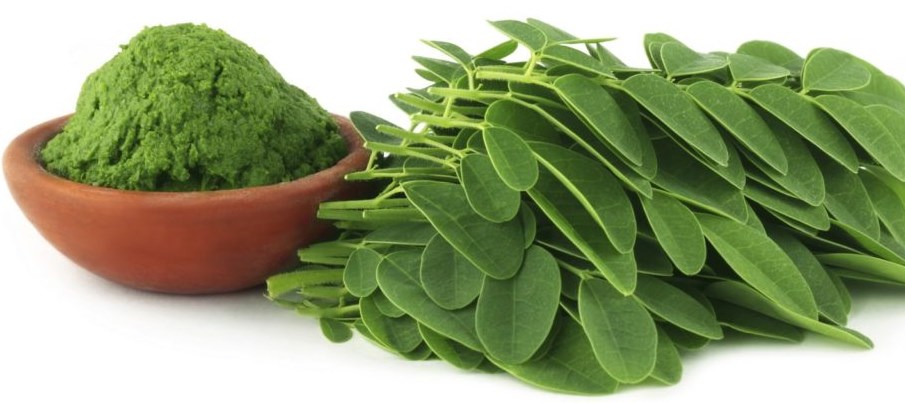 manfaat daun kelor untuk kesehatana