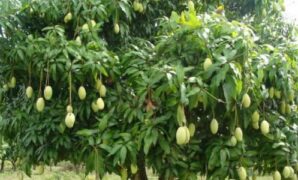 Cara Pemangkasan pada Pohon Mangga