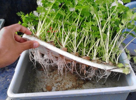 Cara menanam seledri hidroponik dengan media air