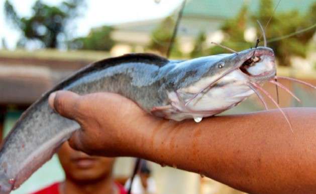 Resep Umpan Mancing Jitu Ikan Lele di Sungai + di Kolam