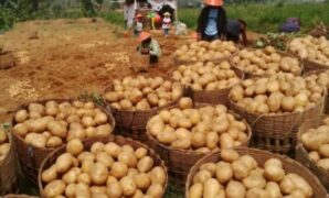 cara menanam kentang hidroponik
