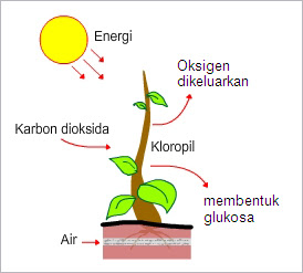 Proses respirasi tumbuhan