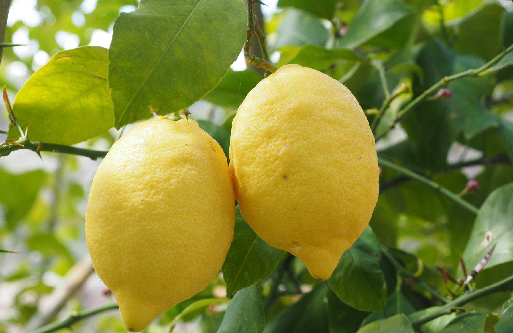 Cara Menanam Jeruk Lemon Agar Cepat Berbuah